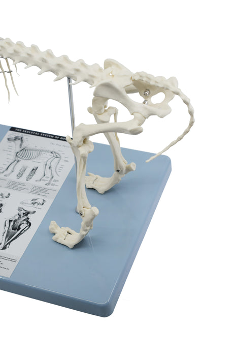 Adult Dog Skeletal System, Anatomical Model, 12" Tall