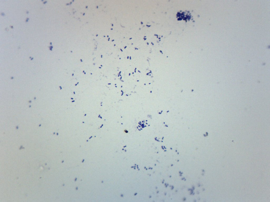Streptococcus Pneumoniae - Gram Pos. - Prepared Microscope Slide - 75x25mm