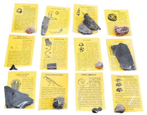 12 Piece Deluxe Fossil Collection - Includes 12 Samples, Information Cards and a Geological Timescale - Great For Introductory Fossil Study - Eisco Labs