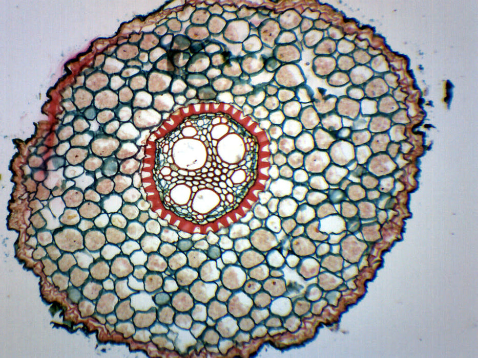 Iris Root, Typical Monocot - Cross Section - Prepared Microscope Slide - 75x25mm