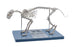 Adult Cat Skeletal System, Anatomical Model, 8.25" Tall