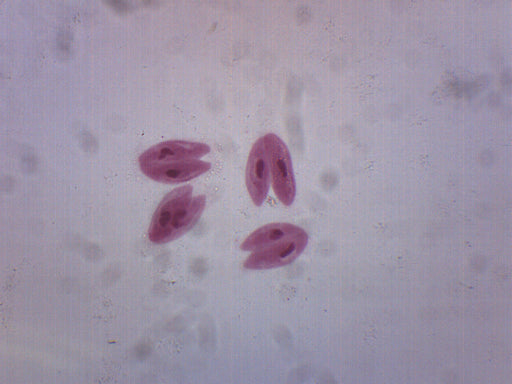 Paramecium Conjugation, Whole Mount - Prepared Microscope Slide - 75x25mm