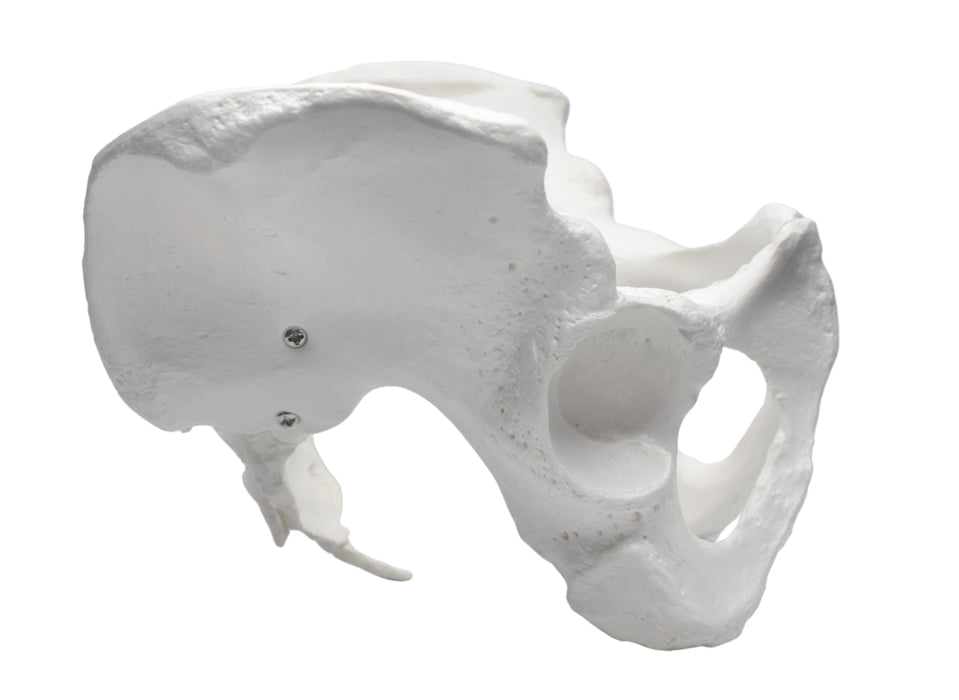 Female Pelvis Model, Human - Life Size, 3D Rendering