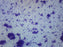 Human Mouth Bacteria - Wholemount - Prepared Microscope Slide - 75x25mm