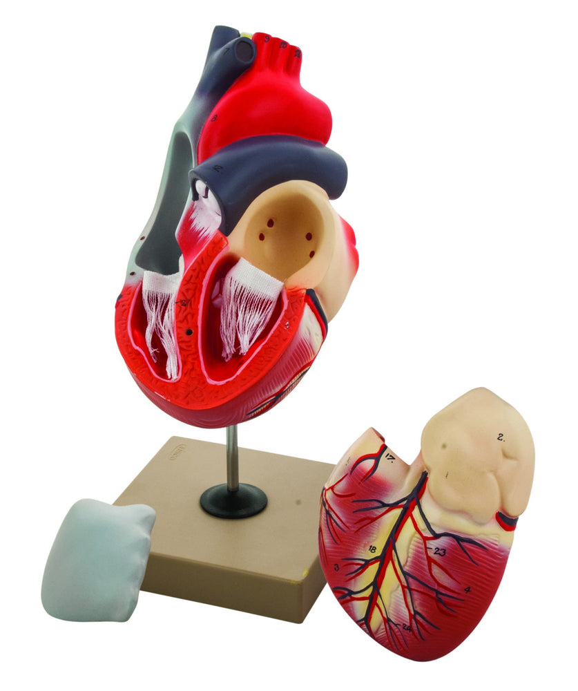 Eisco 2x Life-Size Human Heart Model, 3 Parts
