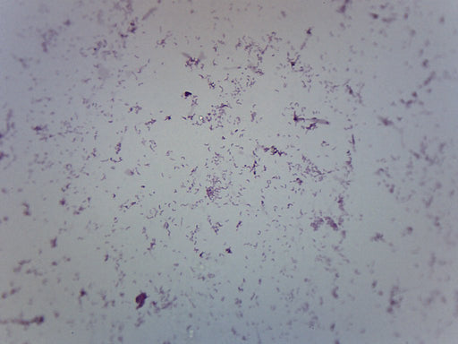 Vibrio Cholerae Smear - Prepared Microscope Slide - 75x25mm
