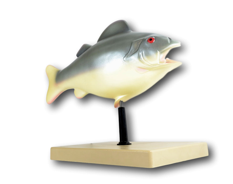 3D Fish Dissection Model, 14