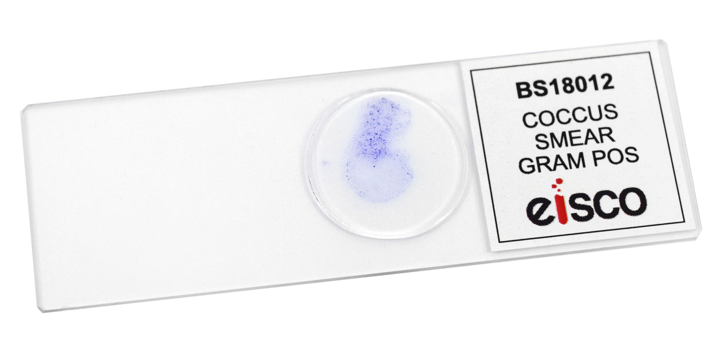 EISCO (Pack Of 25) Escherichia Coli Smear, Gram Stain, Prepared Microscope Slides - 75 X 25mm