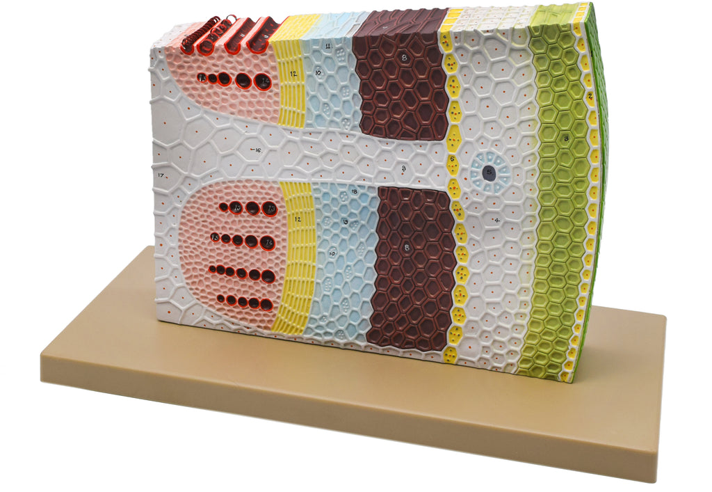 Botany Models — Eisco Labs