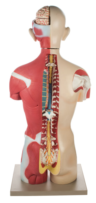 Half Muscle Torso with Dual Sex Organs and Open Back - 30 Parts
