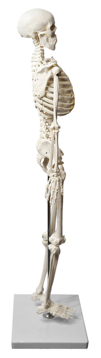 Human Skeleton Model, Half Size - Articulated Mandible - Rod Mounted - Incredible Detail for Anatomical Study - Eisco Labs