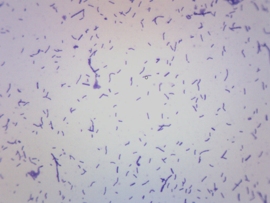 Coccus Smear, Gram-Positive - Prepared Microscope Slide - 75x25mm