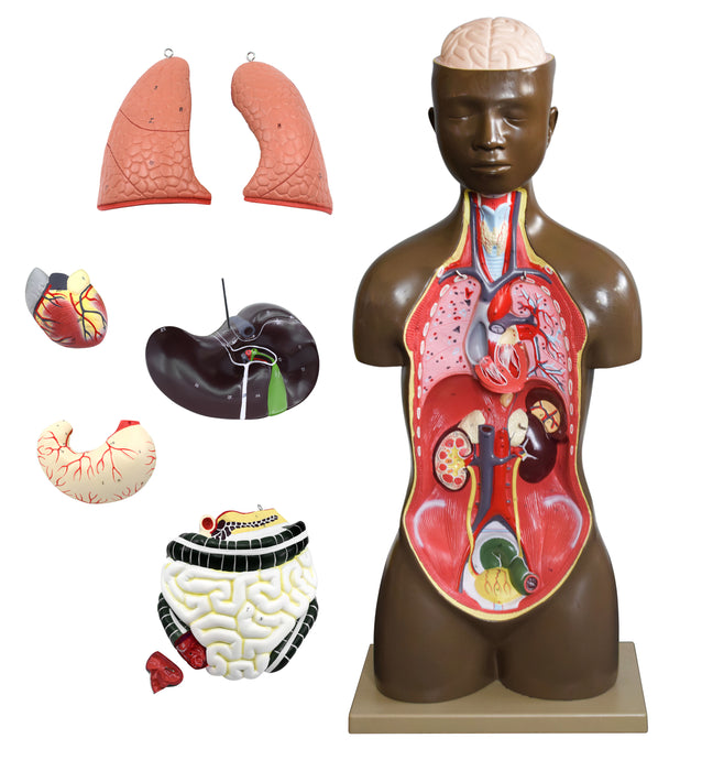 Human Torso Model, 8 Parts - Life Size - Sexless