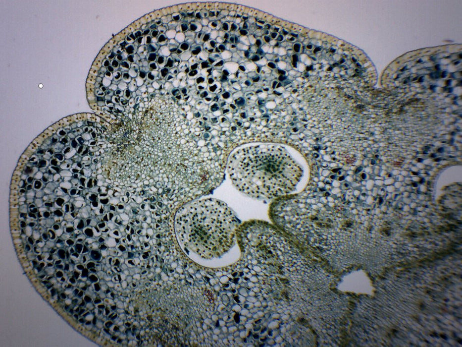 Lilium Ovary - Prepared Microscope Slide - 75x25mm