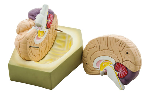 Eisco Life- Size Human Brain Model, 2 Parts