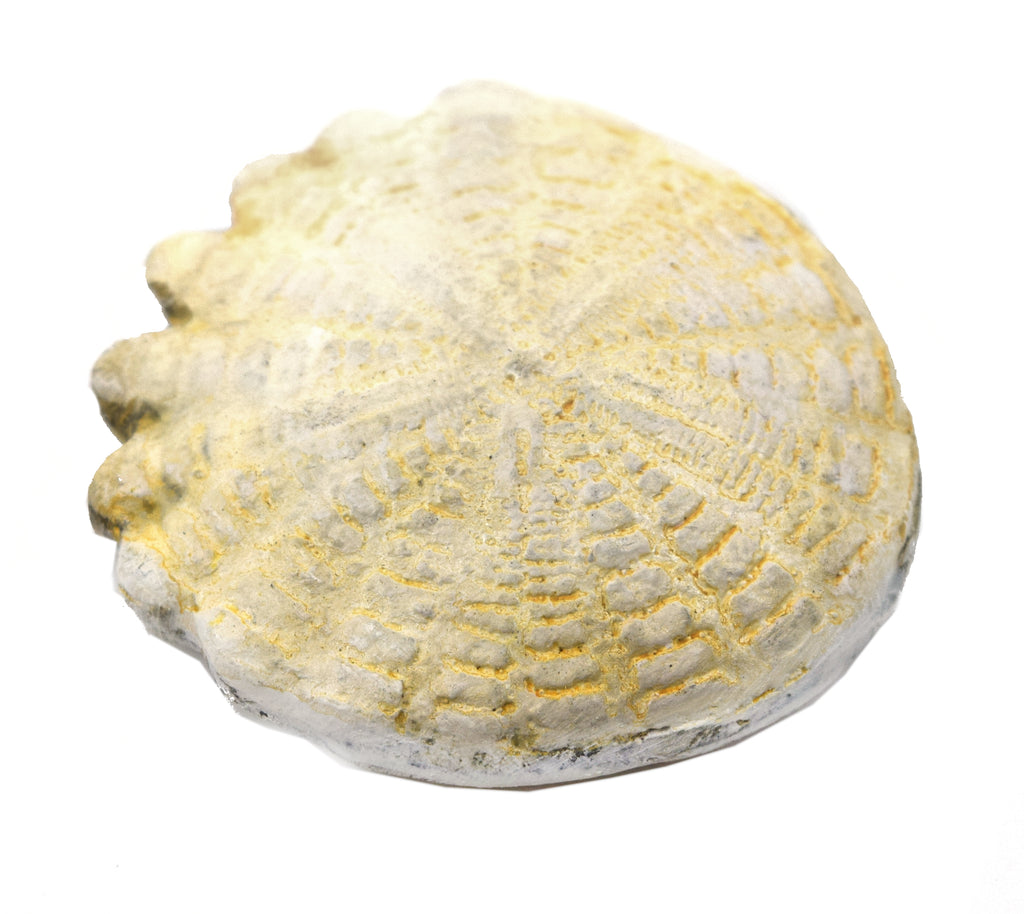 Hardouinia Fossil Replica, 4cm - Mesozoic Echinoderm Model - Eisco