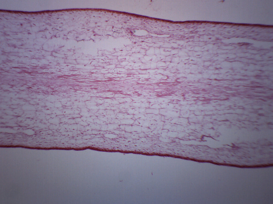 Protista Laminaria - Cross Section - Prepared Microscope Slide - 75x25mm