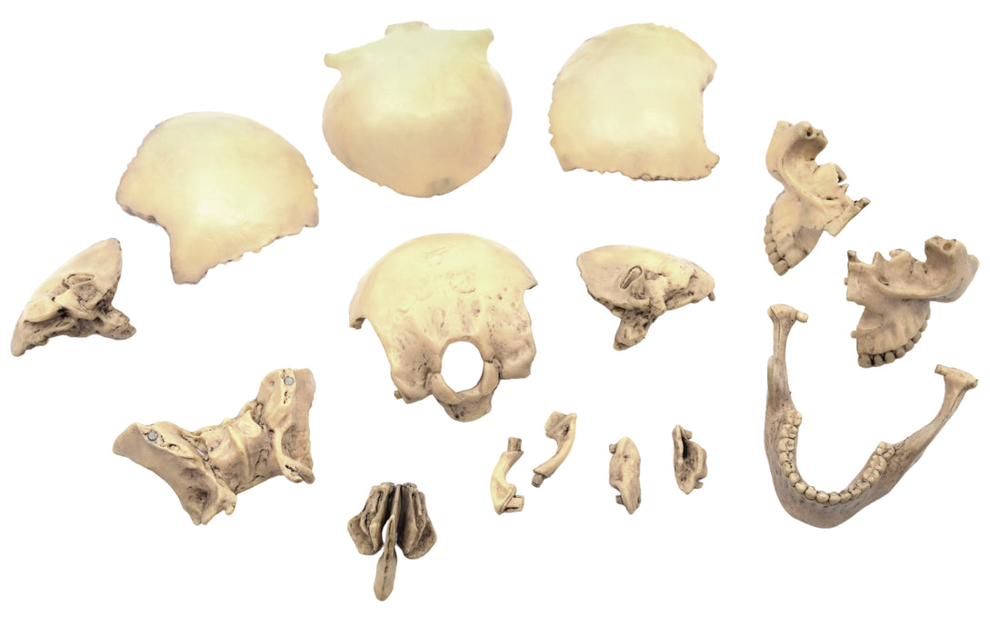 Didactic Mini Skull, Natural Color - 15 Pieces, Magnetic Mounting