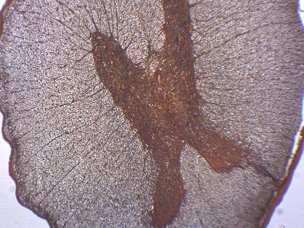 Spinal Cord - Cross Section - Prepared Microscope Slide - 75x25mm — Eisco  Labs, image size:1024x768