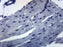 Cardiac Muscle, Mammal - Prepared Microscope Slide - 75x25mm