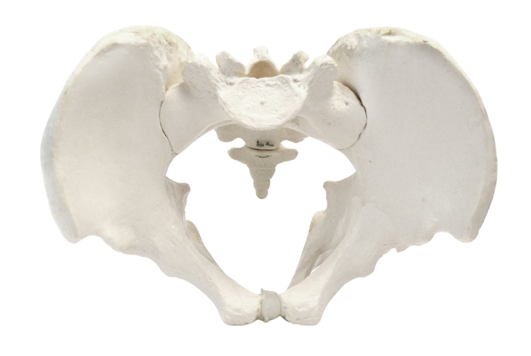 Male Pelvis Model, Human - Life Size, 3D Rendering