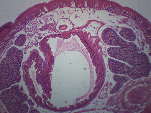 Earthworm - Prepared Microscope Slide - 75x25mm