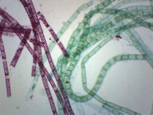 Vegetative Spirogyra - Prepared Microscope Slide - 75x25mm