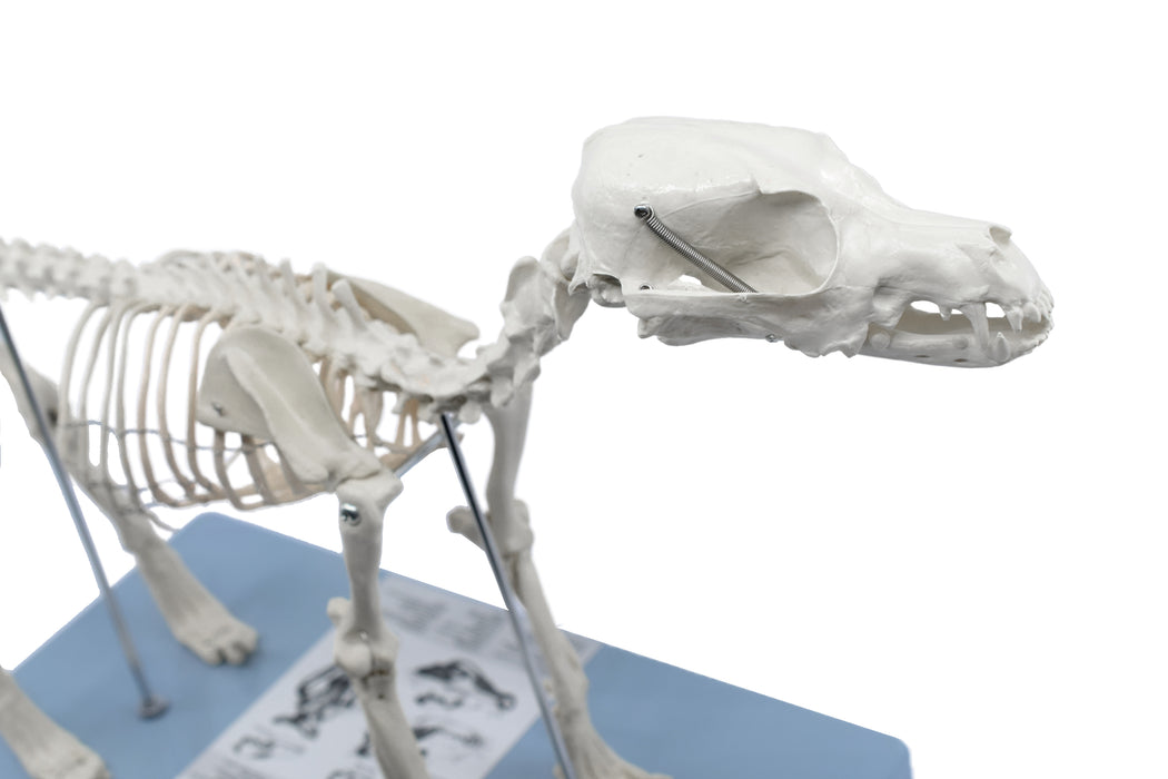 Adult Dog Skeletal System, Anatomical Model, 12" Tall