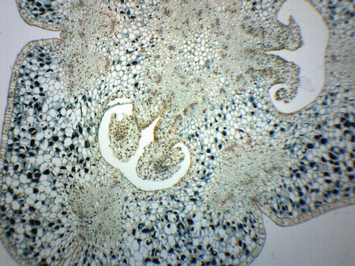 Lilium Ovary - Cross Section - Prepared Microscope Slide - 75x25mm