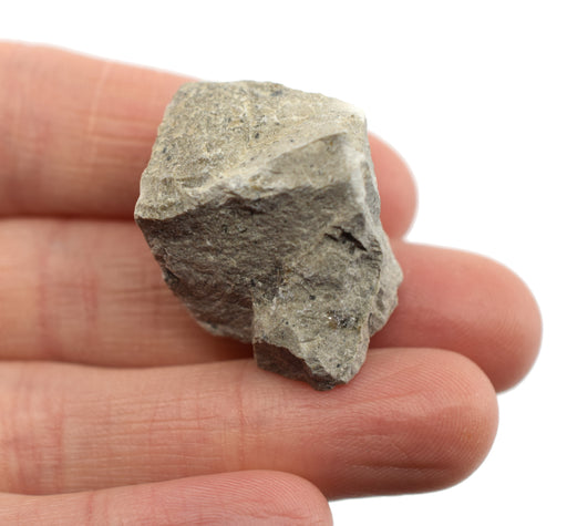 Raw Gray Limestone Sedimentary Rock Specimen, 1" - Geologist Selected Samples - Eisco Labs