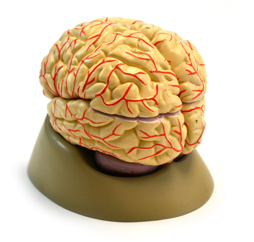 Eisco Life-Size Human Brain Model with Arteries, 8 Parts