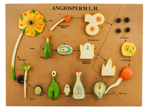 L.H of Angiosperms Model - Three Dimensional, Longitudinal Dissection - Hand Painted Details, Magnified - Mounted on Base, 24" x 18" x 2" - Eisco Labs