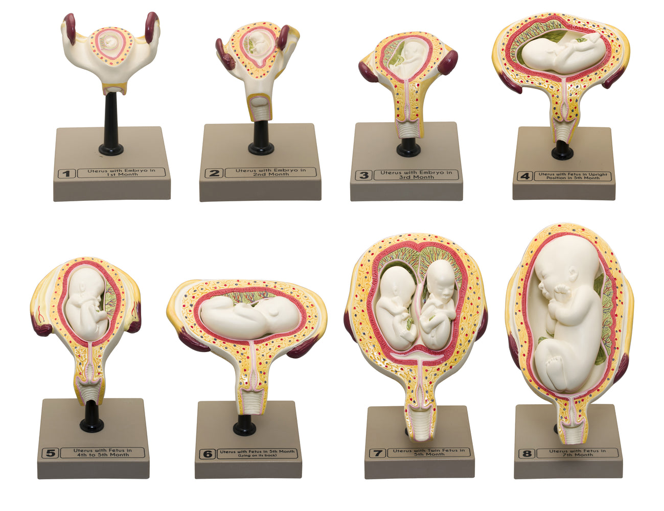 Human Embryo/Fetus Development in Utero Model Set