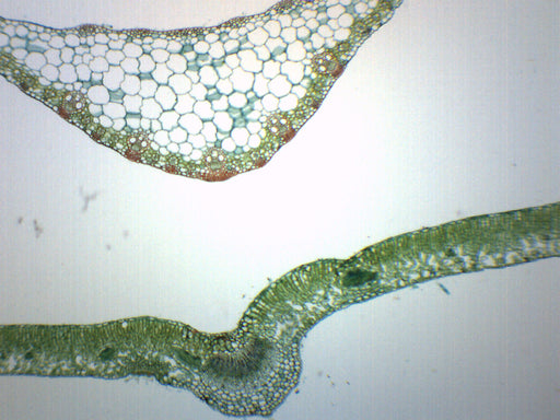 Leaves Composite - Cross Section - Prepared Microscope Slide - 75x25mm