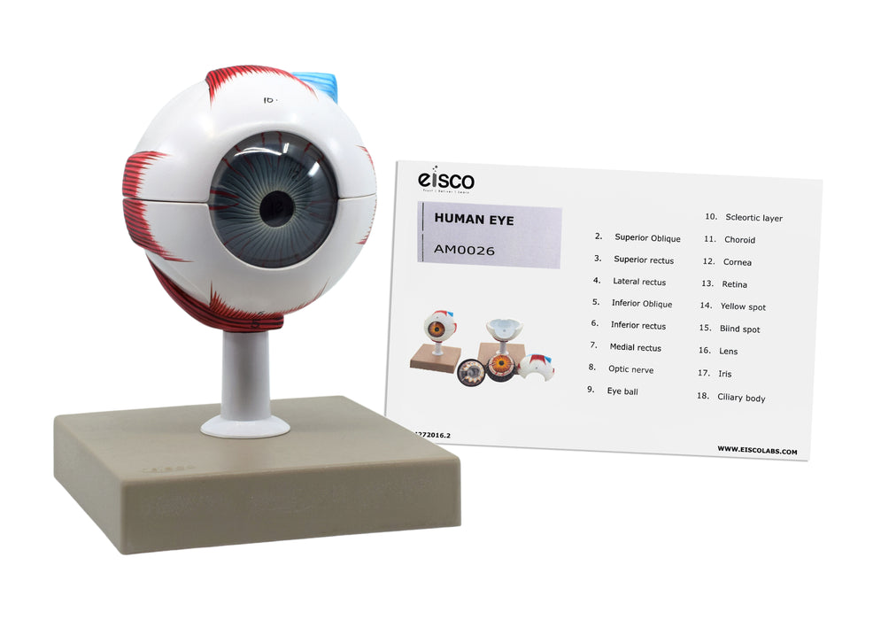 Human Eye Model - 3X Enlarged - 7 Parts
