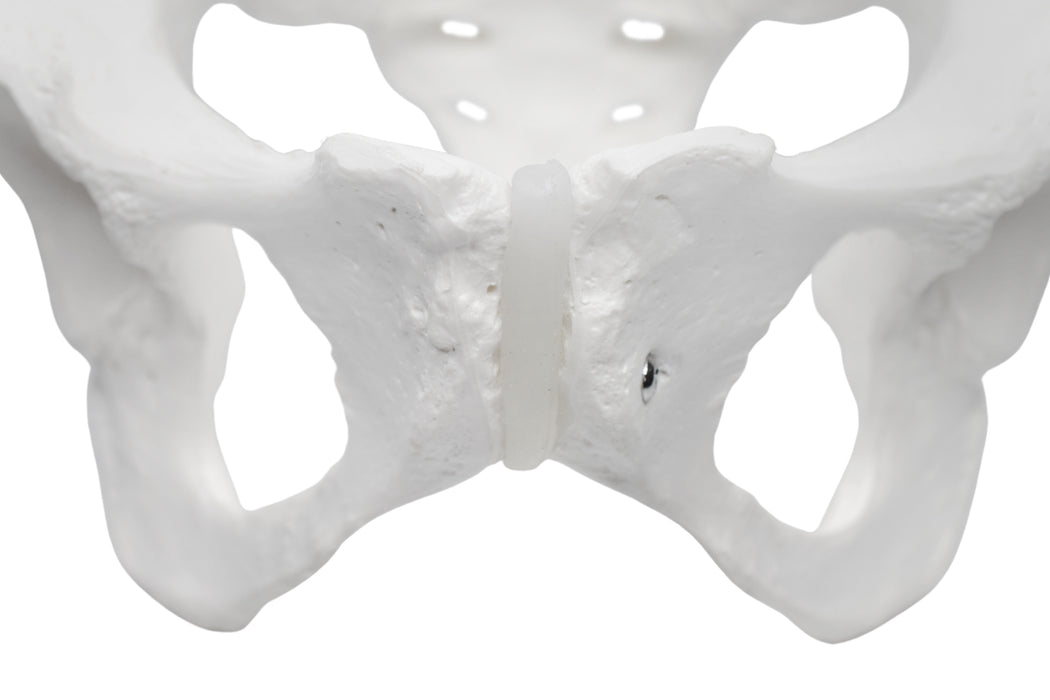 Female Pelvis Model, Human - Life Size, 3D Rendering