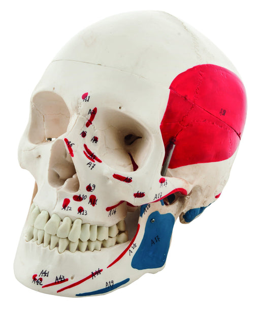 Human Adult Skull Model with Muscle Details - Key Card