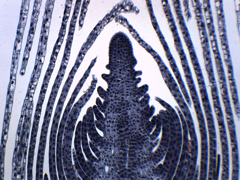 Elodea Stem Tip - Cross Section - Prepared Microscope Slide - 75x25mm