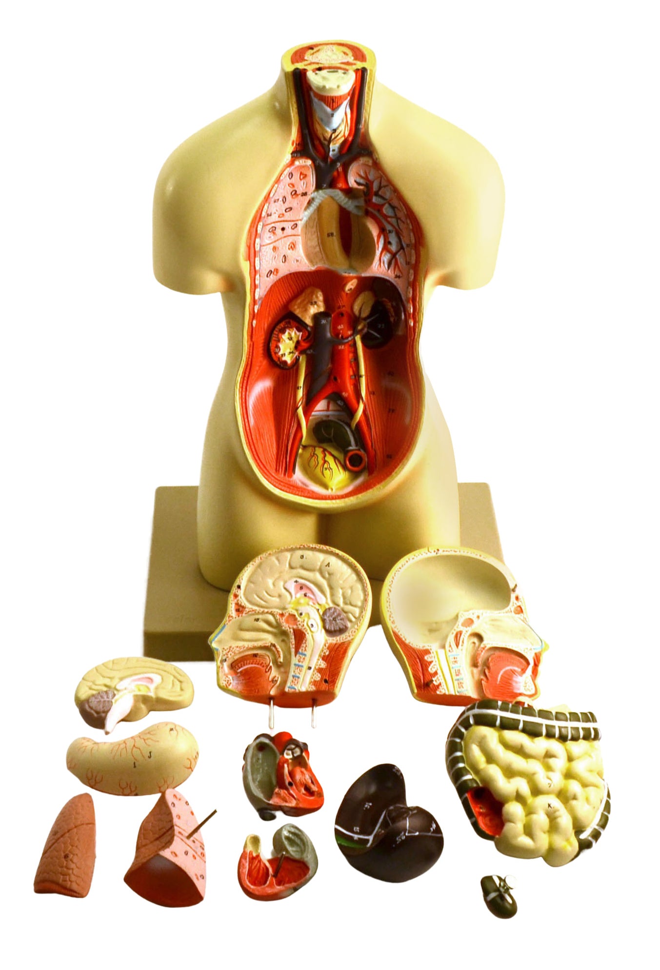 Miniature Human Torso Model (Sexless), 19