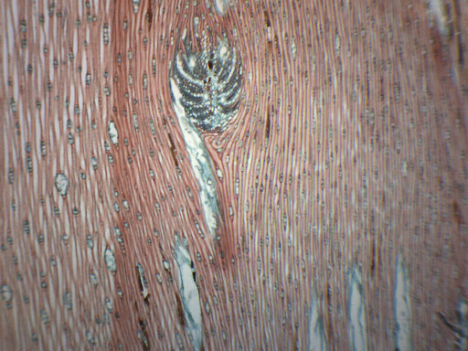 Pine Xylem & Tracheids - Prepared Microscope Slide - 75x25mm