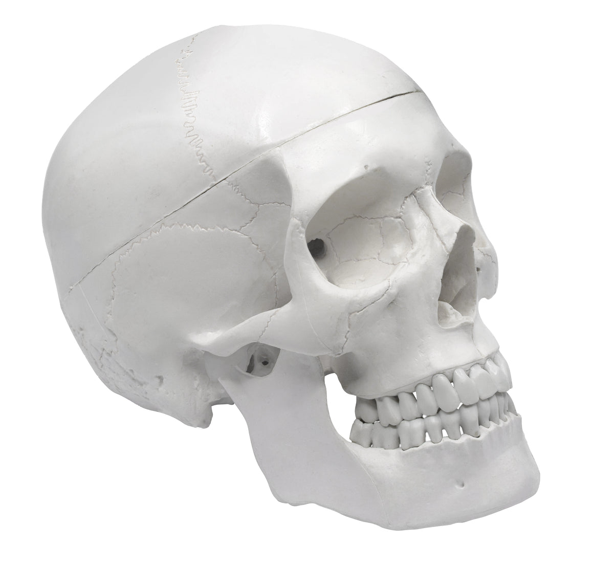 acOlaSia˙˚ʚ✞ɞ˚˙Skullb Org Zero x Realtree 3 Skull Blood 8.25