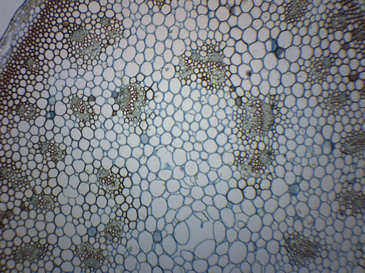 Lilium Stem Combination - Cross Section - Prepared Microscope Slide - 75x25mm