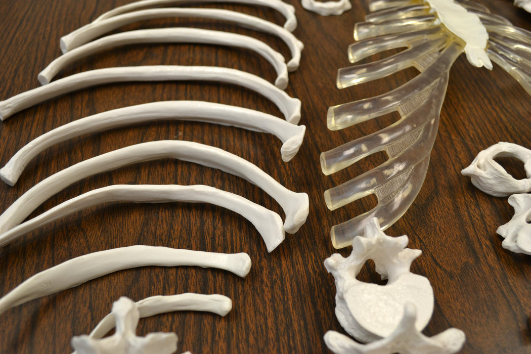 Eisco Life Size Disarticulated Adult Human Skeleton Eisco Labs eisco-life-size-disarticulated-adult-human-skeleton-eisco-labs