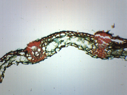 Puccina Graminis Uredina Section - Prepared Microscope Slide - 75x25mm