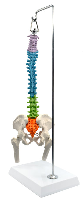 Spinal Column Model with Pelvis & Femur Detail, 1/2 Natural Size