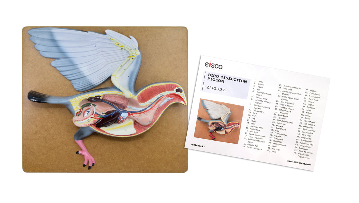 Pigeon Dissection Model, 18" - Mounted on Base - Hand Painted Details & Numbered Structures - Includes Key Card - Eisco Labs