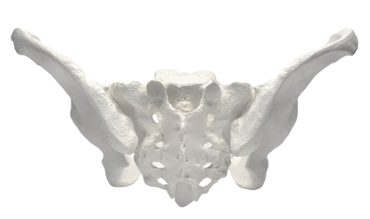 Female Pelvis Model, Human - Life Size, 3D Rendering