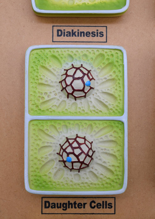 Plant Cell Division Meiosis Model, Three Dimensional, with Hand Painted Details - Mounted on Base, 24" x 18" - Eisco Labs