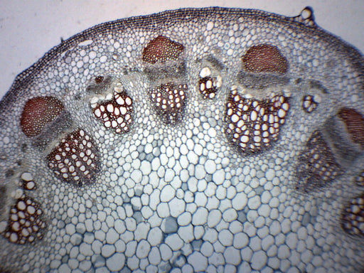 Helianthus, Old Stem - Cross Section & Longitudinal Section - Prepared Microscope Slide - 75x25mm