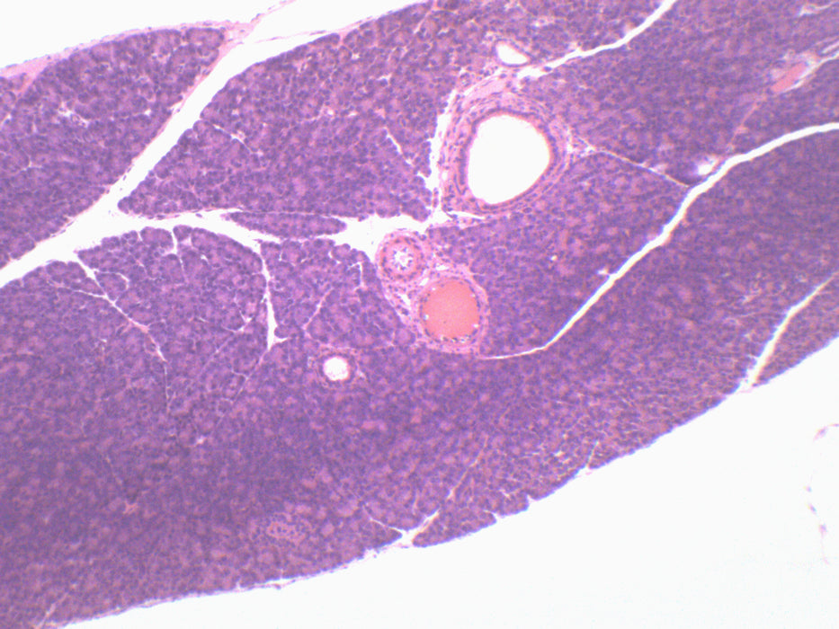 Pancreas Section (Mammal) - Prepared Microscope Slide - 75x25mm